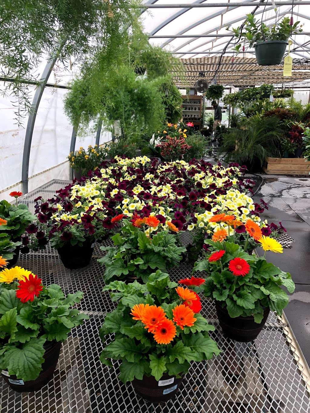 Wasson Nursery & Garden Center | 3737 N County Rd 500 W, Muncie, IN 47304, USA | Phone: (765) 759-9000