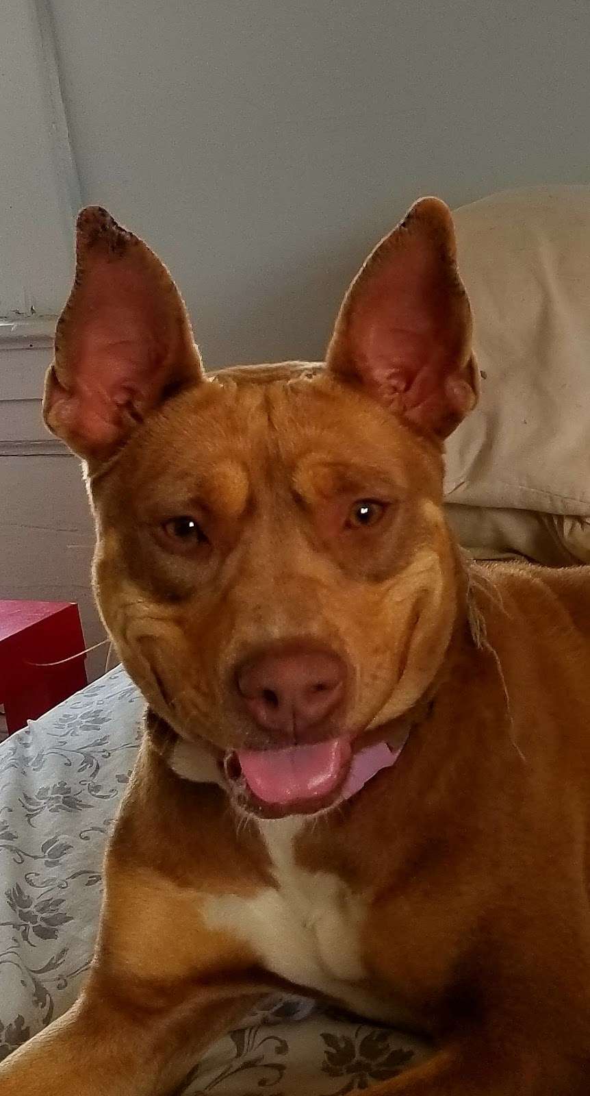 Rowan County Animal Control | 1465 Julian Rd, Salisbury, NC 28146, USA | Phone: (704) 216-7768