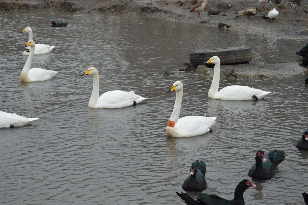Groen Swans and Waterfowl | 12705 White Oak Ave, Cedar Lake, IN 46303, USA | Phone: (219) 677-7803