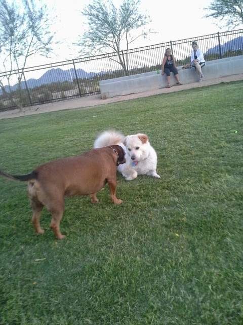 Bark Park at Heritage Park | 350 S Racetrack Rd, Henderson, NV 89015, USA | Phone: (702) 267-2350