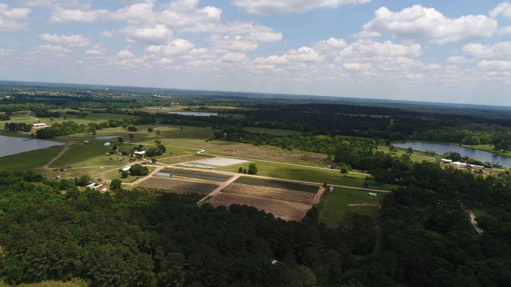 Rose Hill Cemetery | County Rd 203, Plantersville, TX 77363, USA