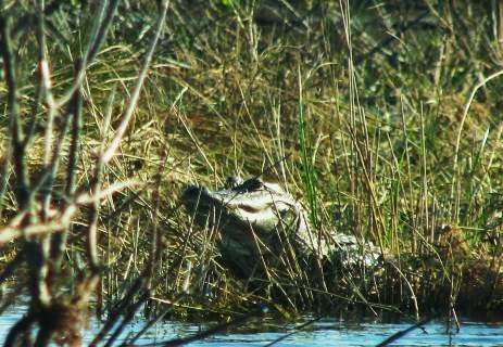 Bullgator Adventures Airboat Rides &Tours | 6000 Lake Washington Rd, Melbourne, FL 32934, USA | Phone: (321) 288-3997