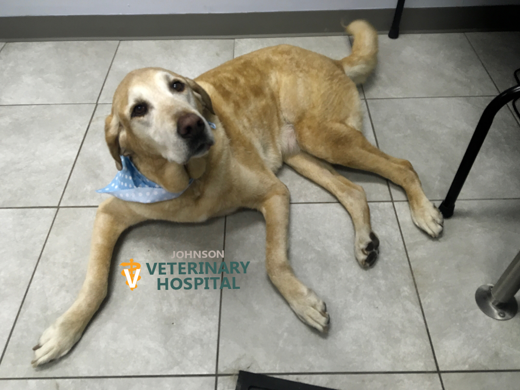 Johnson Veterinary Hospital p.c. | 160 Winthrop Ave, Lawrence, MA 01843 | Phone: (978) 794-0022