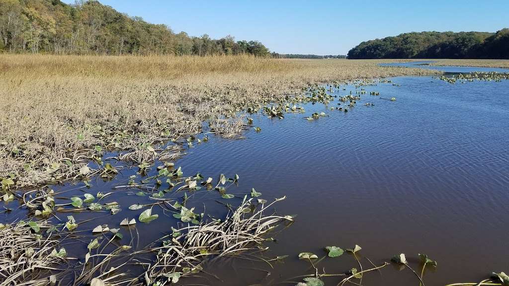 Crows Nest Natural Area Preserve | 81, Raven Rd, Stafford, VA 22554, USA | Phone: (804) 786-7951