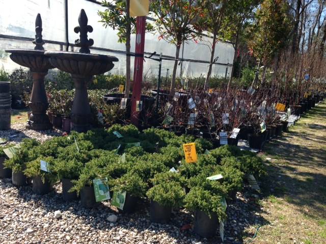 Natius Garden Plants | 21909 Eastex Freeway Service Rd, Kingwood, TX 77339, USA | Phone: (713) 870-7686