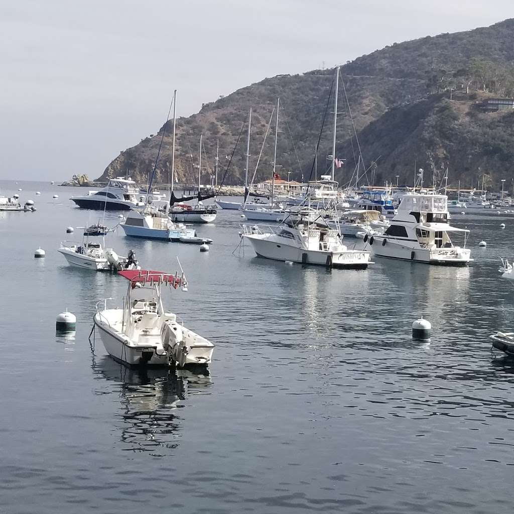 Diving Catalina | 1, Casino Way, Avalon, CA 90704 | Phone: (310) 510-8558