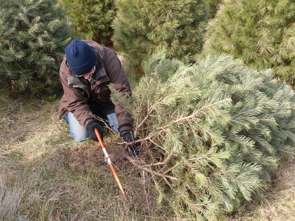 Ziegler Christmas Tree Farm | 42 W109, Elgin, IL 60124, USA | Phone: (847) 464-5776