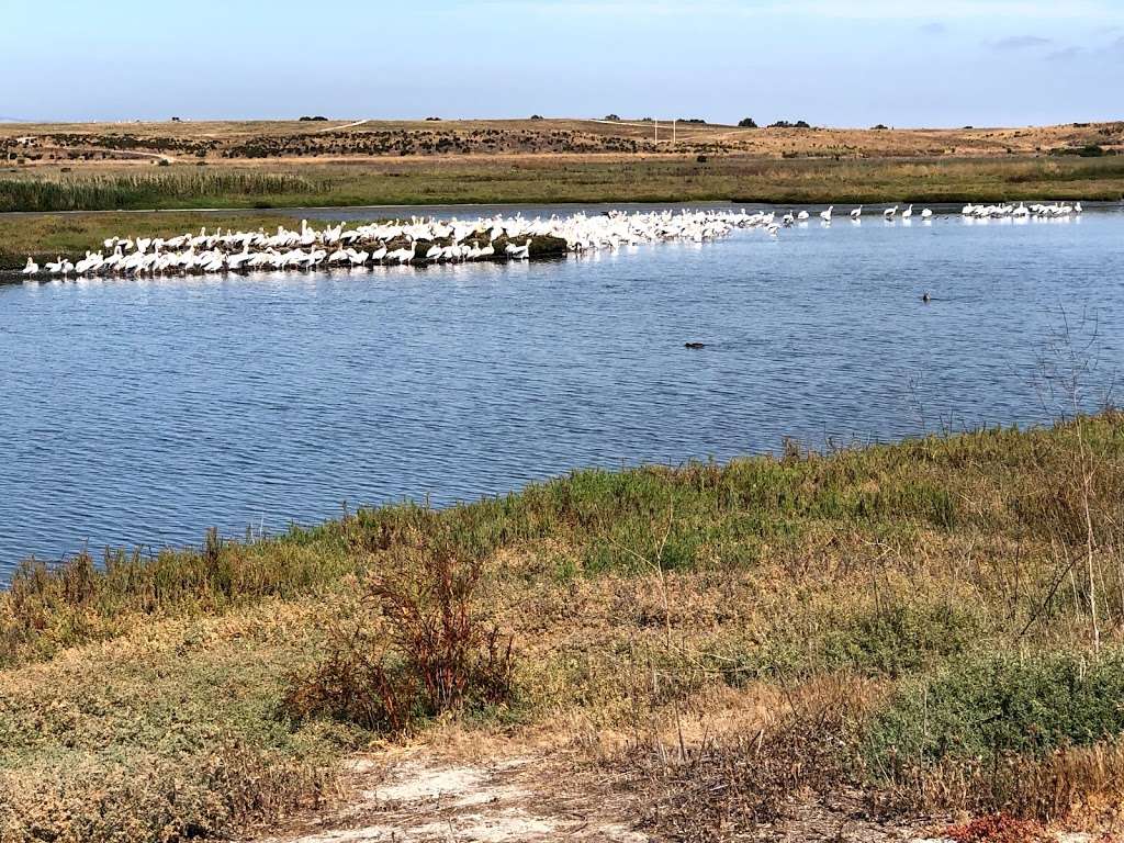 Pelican Nesting View | Adobe Creek Loop Trail, Palo Alto, CA 94303, USA