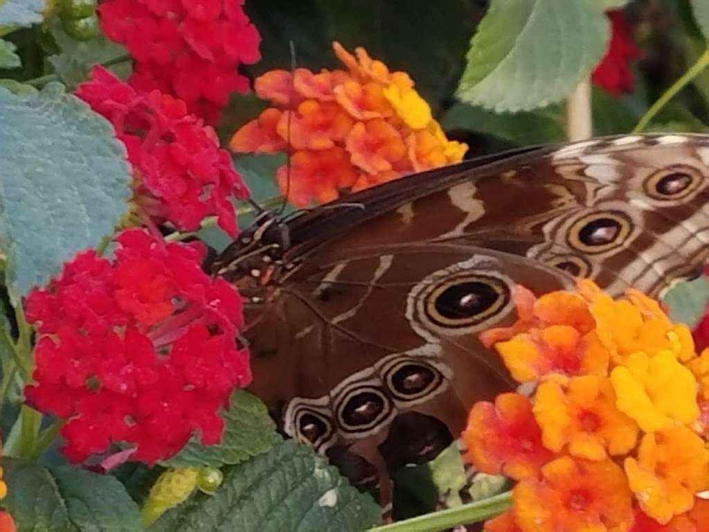 Butterfly Habitat | 333 S Valley View Blvd, Las Vegas, NV 89107, USA | Phone: (702) 822-7700