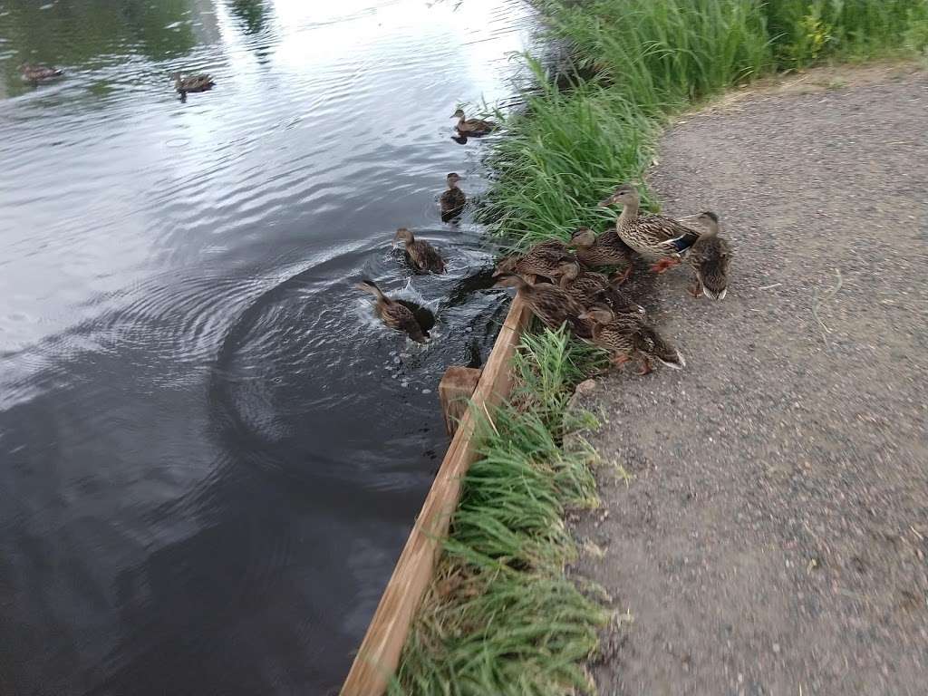 The Duck Pond | Unnamed Road, Highlands Ranch, CO 80130, USA