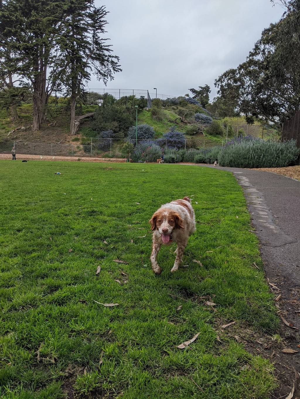 St. Marys Dog Park | 221 Justin Dr, San Francisco, CA 94112, USA | Phone: (415) 695-5006