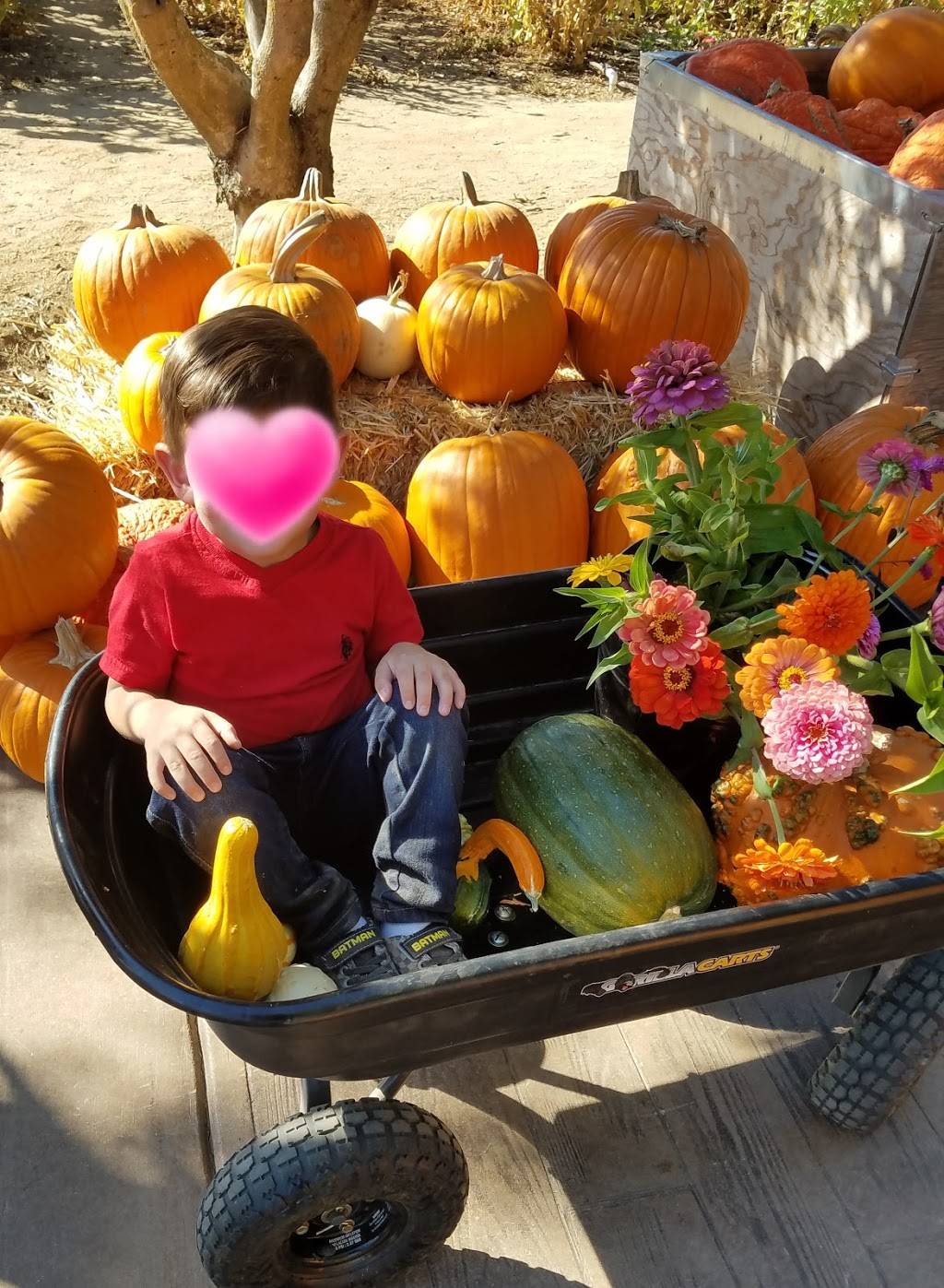 Phillips Farms | Lodi, CA 95242, USA | Phone: (209) 368-7384