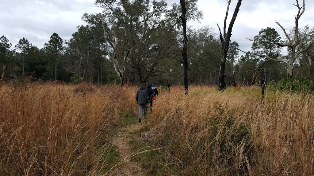 Foster Bridge Campsite (Backcountry) | Dade City, FL 33525, USA