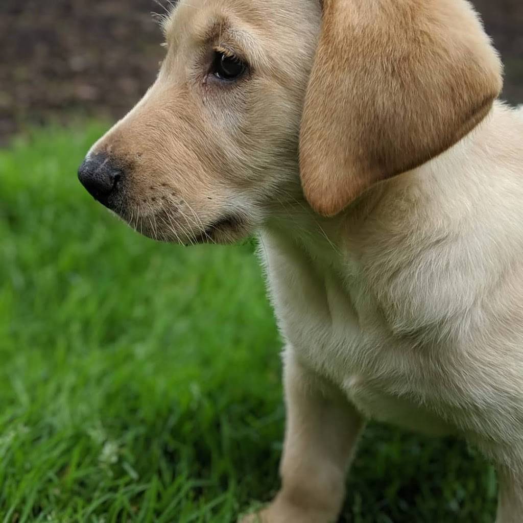 Yellow Dog Legal | 14507 NW Joseph Ct, Portland, OR 97229, USA | Phone: (971) 350-8516