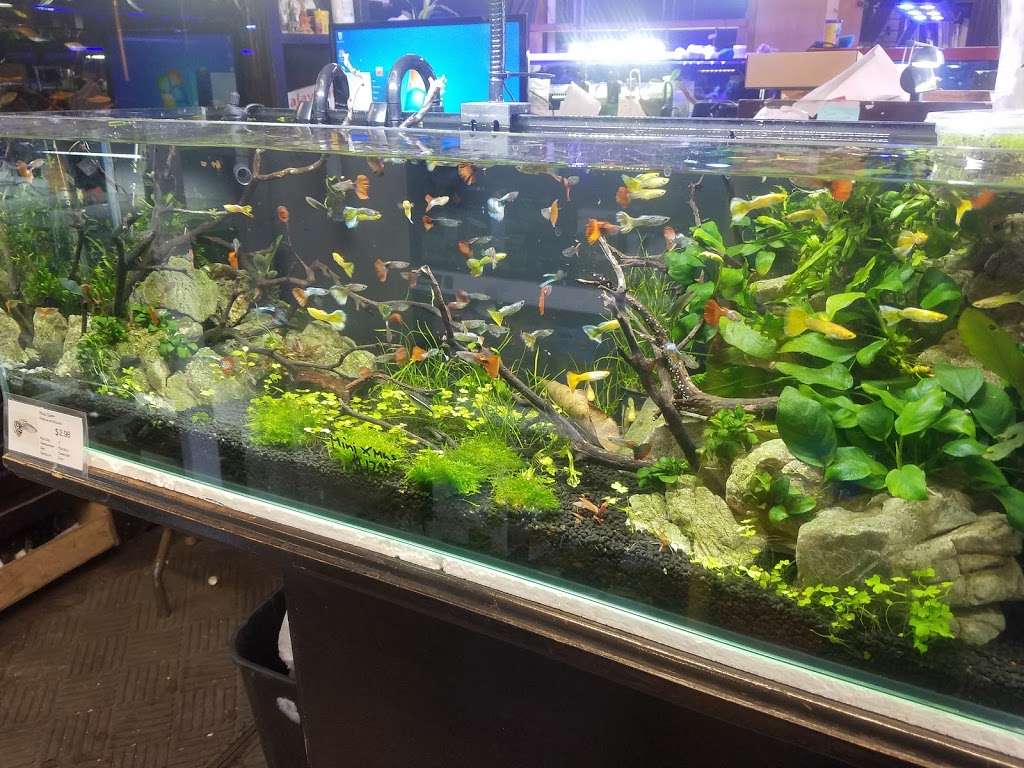 C K Fish World | 410 N Azusa Ave, West Covina, CA 91791 | Phone: (626) 967-7020