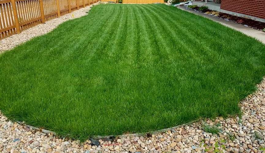 Lawn Doctor - Lakewood | 5315 W Mississippi Ave, Lakewood, CO 80226 | Phone: (303) 936-8001