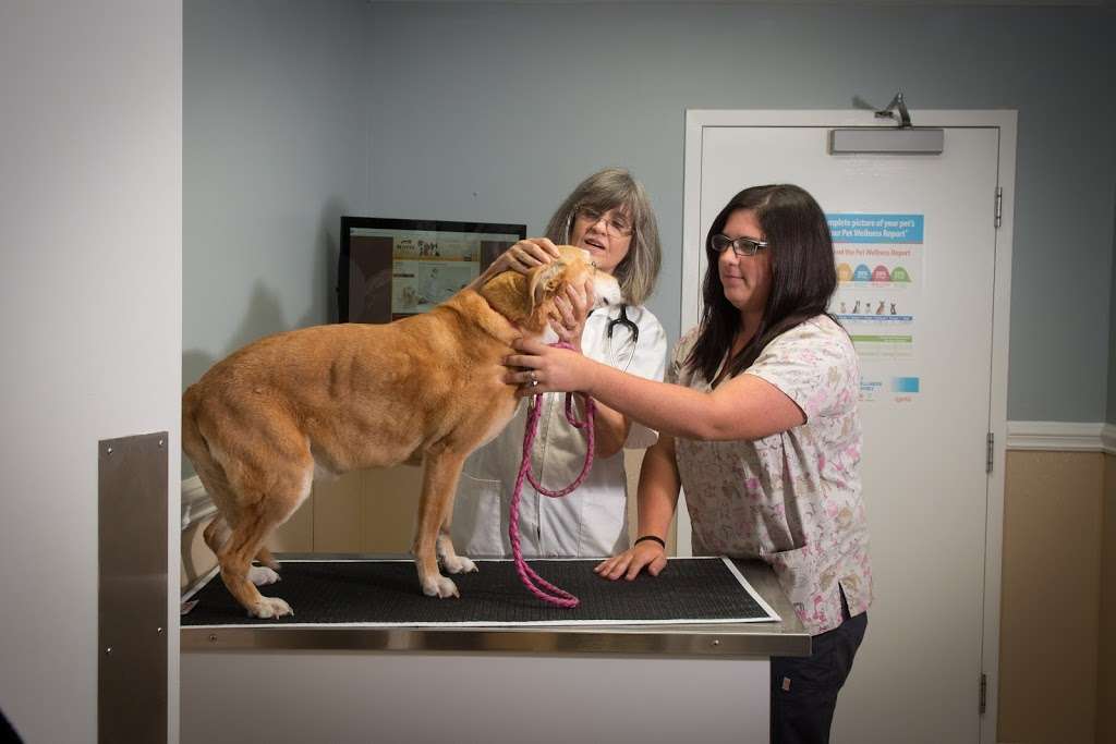 Foster Animal Hospital, P.A. | 730 Concord Pkwy N, Concord, NC 28027, USA | Phone: (704) 786-0104