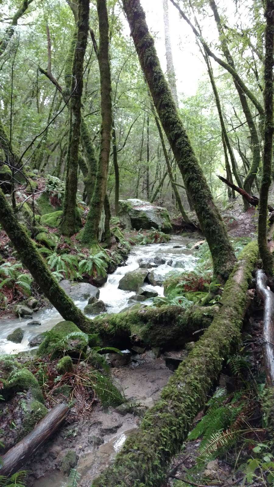 Long Ridge Open Space Preserve | La Honda, CA 94020, USA | Phone: (650) 691-1200