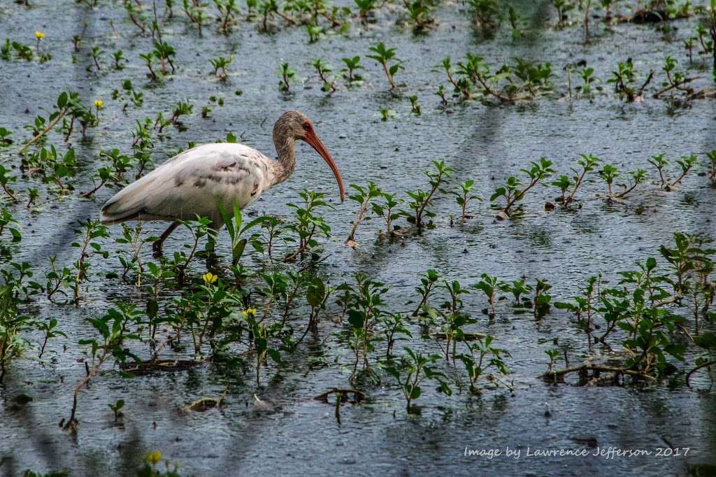 Shadow Creek Ranch Nature Trail | 1801 Kingsley Dr, Pearland, TX 77584 | Phone: (281) 412-8900