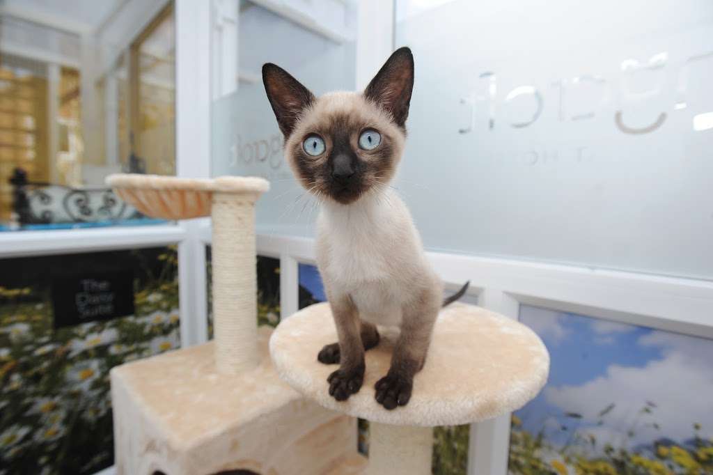 Longcroft Luxury Cat Hotel Kenley, Greater London | 36 Valley Rd, Kenley CR8 5BQ, UK | Phone: 020 3475 0067