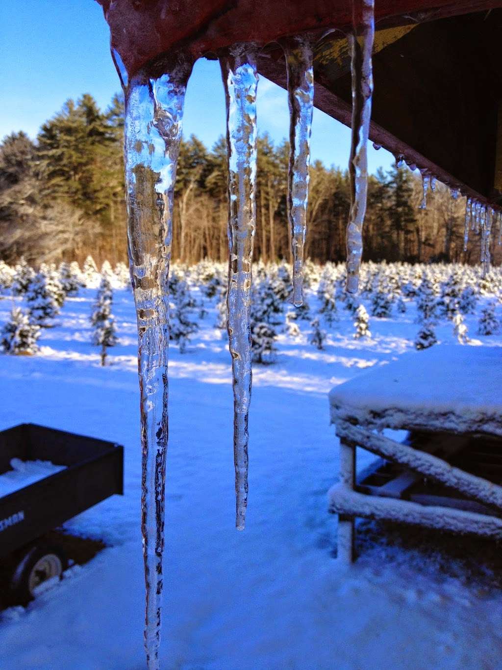 Mistletoe Acres Tree Farm | 296 Whitman St, East Bridgewater, MA 02333, USA | Phone: (617) 918-3941