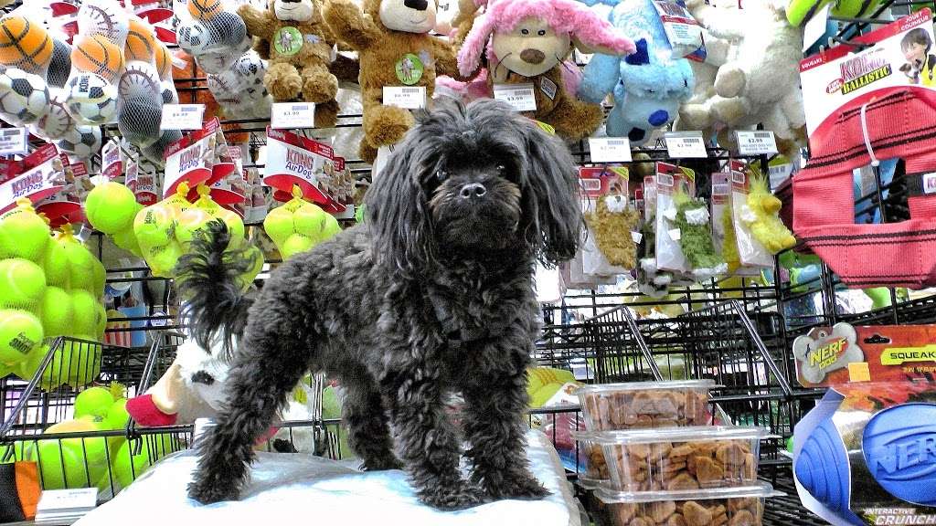 Accent On Animals - South Street | 804 South St, Philadelphia, PA 19147, USA | Phone: (215) 625-8420