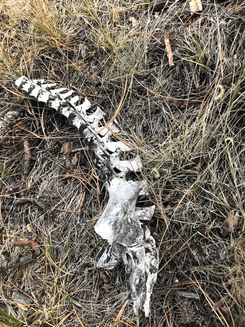 Nice Kitty Trail | Pine, CO 80470, USA