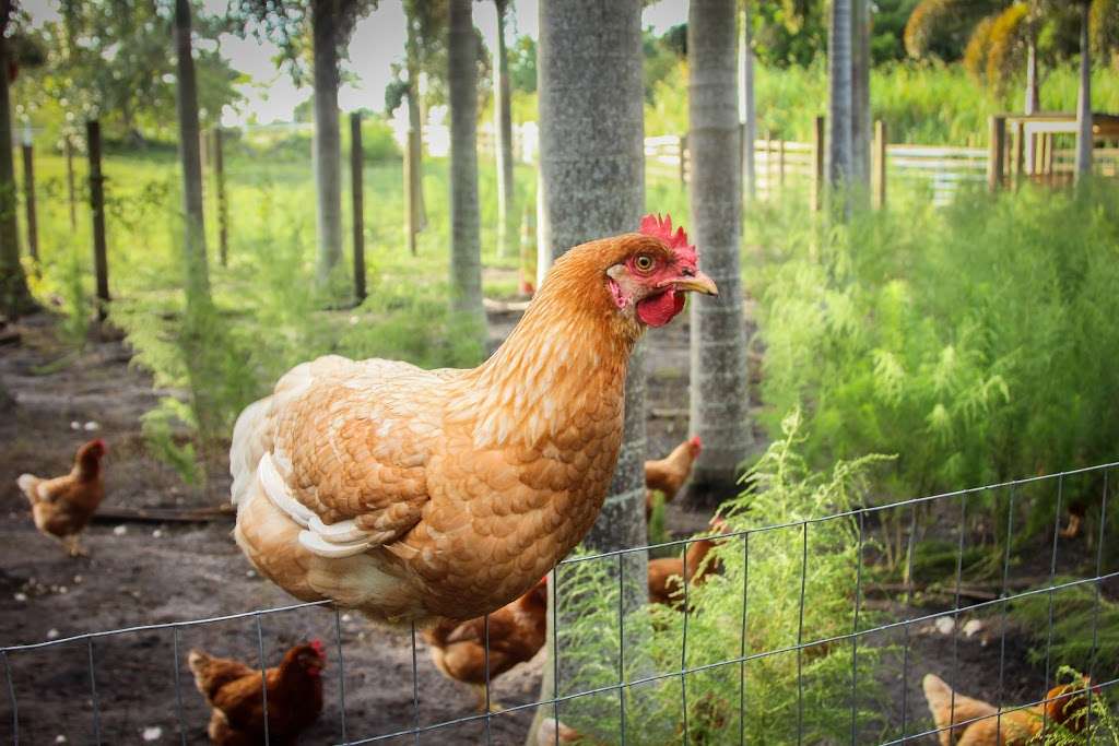 Marando Farms & Ranch | 5151 SW 64th Ave, Davie, FL 33314, USA | Phone: (954) 945-5744