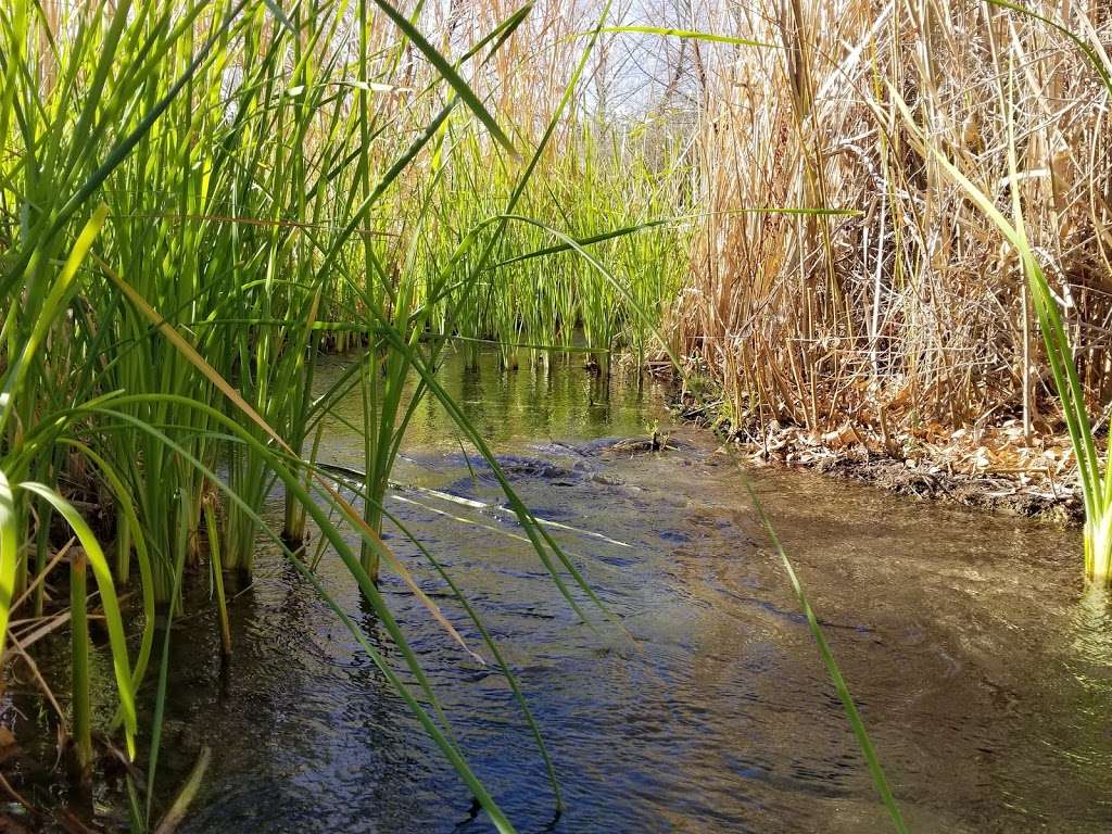 Warm Springs Natural Area | 4240 Warm Springs Rd, Moapa, NV 89025, USA