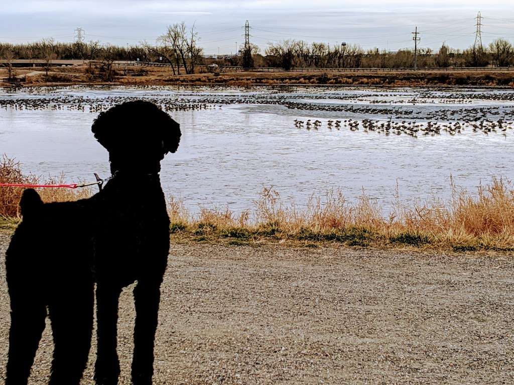 Valente Lake (Adams Co Parks) | 6821 E 104th Ave, Denver, CO 80233, USA | Phone: (303) 637-8000