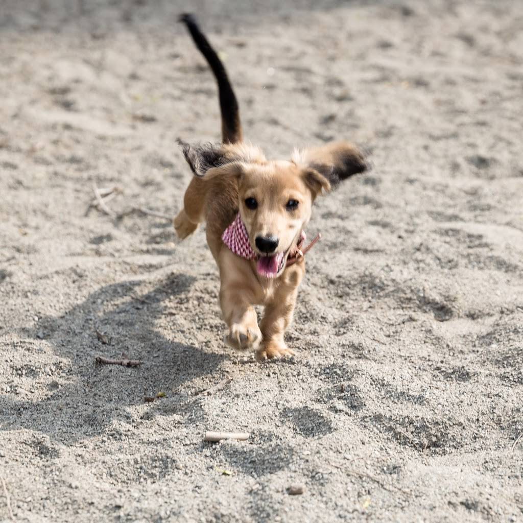 Lincoln Park Dog Run | Jersey City, NJ 07306, USA | Phone: (201) 915-1388