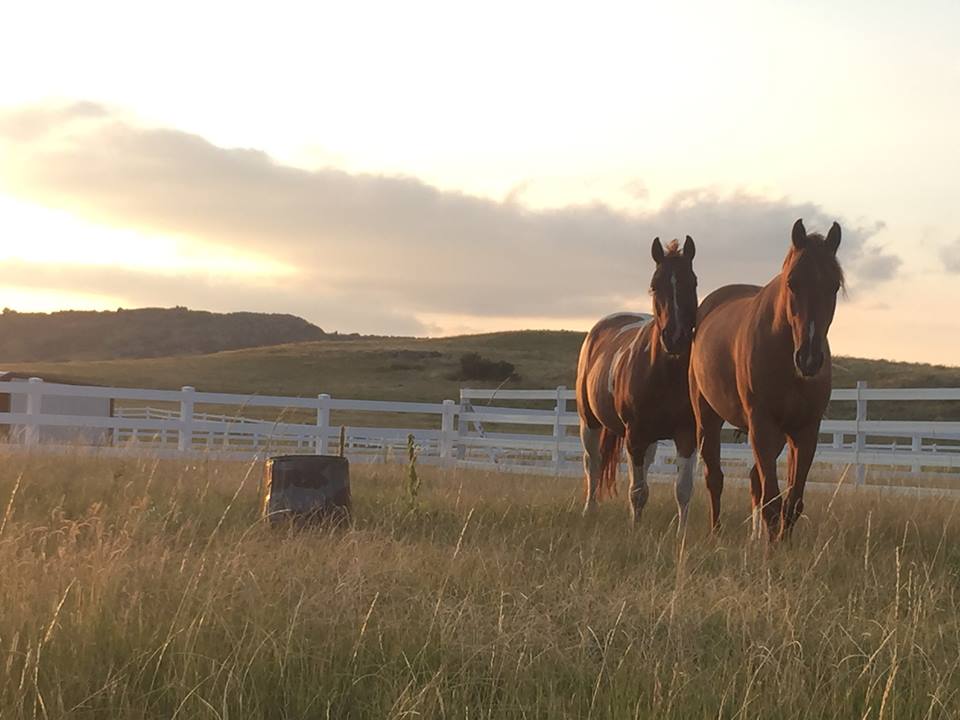 Promise Ranch Therapeutic Riding Center | 6230 CO-86, Franktown, CO 80116, USA | Phone: (303) 817-6531