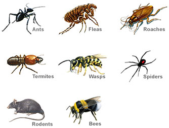 Accurate Termite & Pest Control | 20605 Spanish Oaks, Leander, TX 78641, USA | Phone: (512) 267-0812