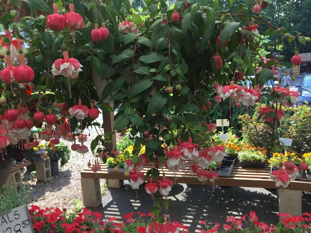 Reynolds Farms Nursery and Country Garden Center | 23 Richards Ave, Norwalk, CT 06854, USA | Phone: (203) 866-5757