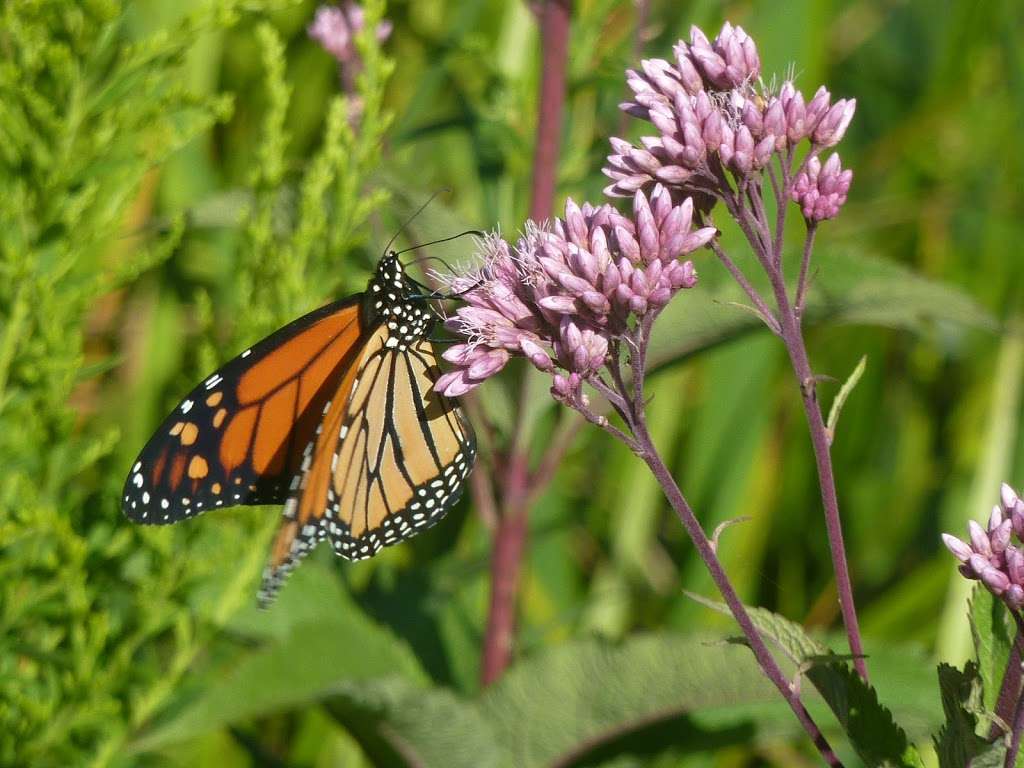 South Shore Nature Sanctuary | 7059 S South Shore Dr, Chicago, IL 60649, USA | Phone: (773) 256-0149