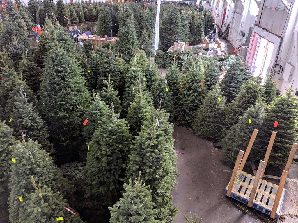 The Guardsmen Christmas Tree Lot | 2 Marina Blvd, San Francisco, CA 94123, USA