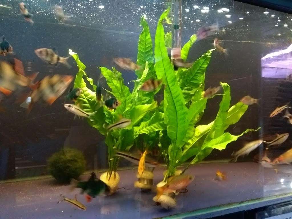 Pond Life Aquatics | Finchley Nurseries,Burtonhole Lane, London NW7 1AS, UK | Phone: 020 8906 9916