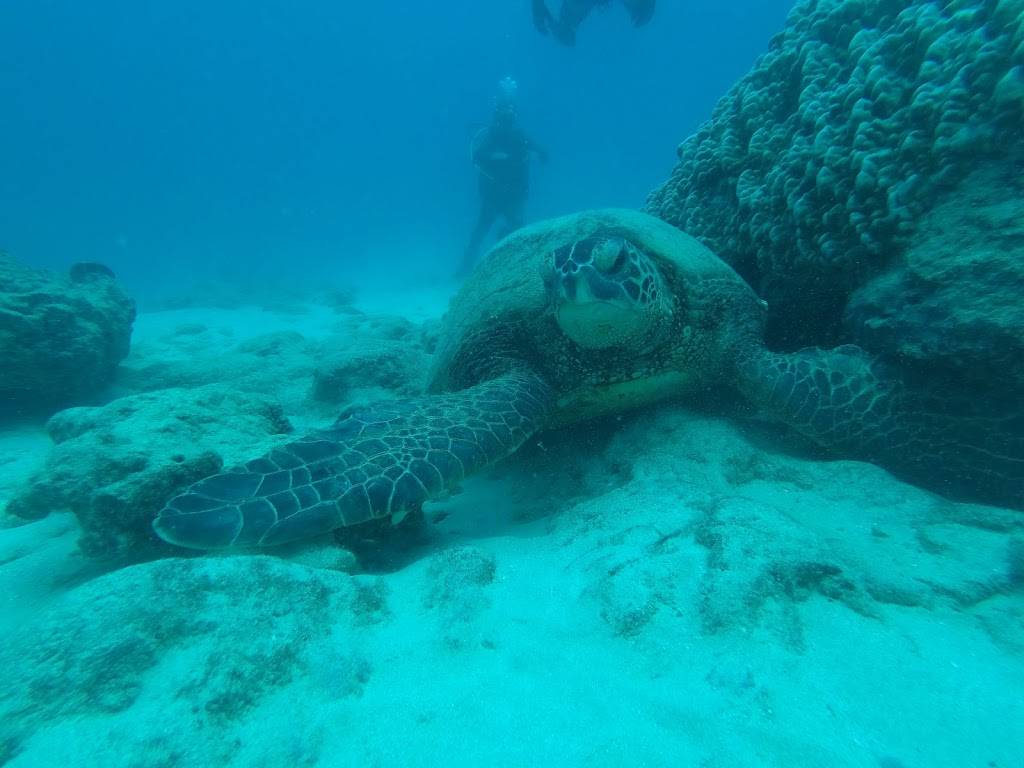 Oahu Scuba Tours | 1025 Ala Moana Blvd Pier A, Honolulu, HI 96814, USA | Phone: (808) 312-3096