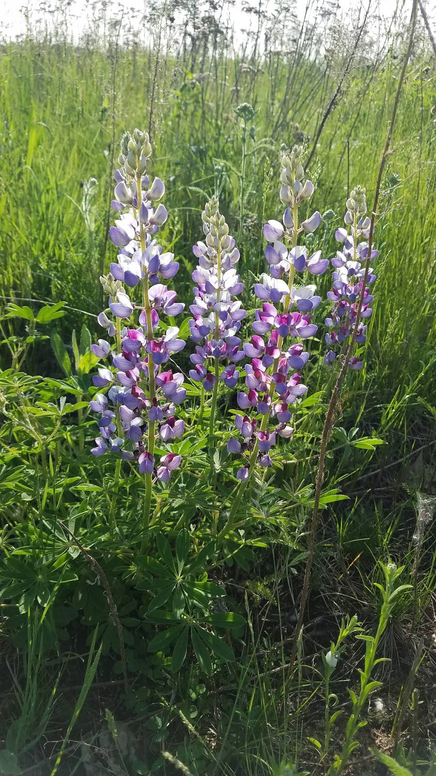 Fish Creek Natural Area | 2465-2475 Carver Ave, Maplewood, MN 55119, USA | Phone: (651) 249-2000