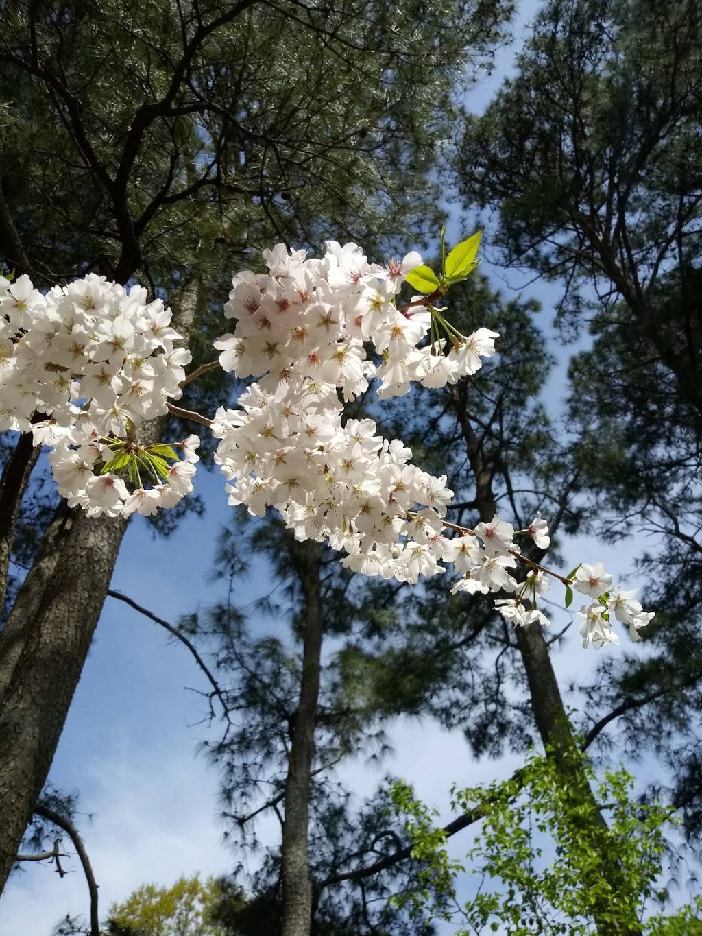 Cherry Blossom Trees | Sakura Ln, Virginia Beach, VA 23451, USA | Phone: (757) 437-2038