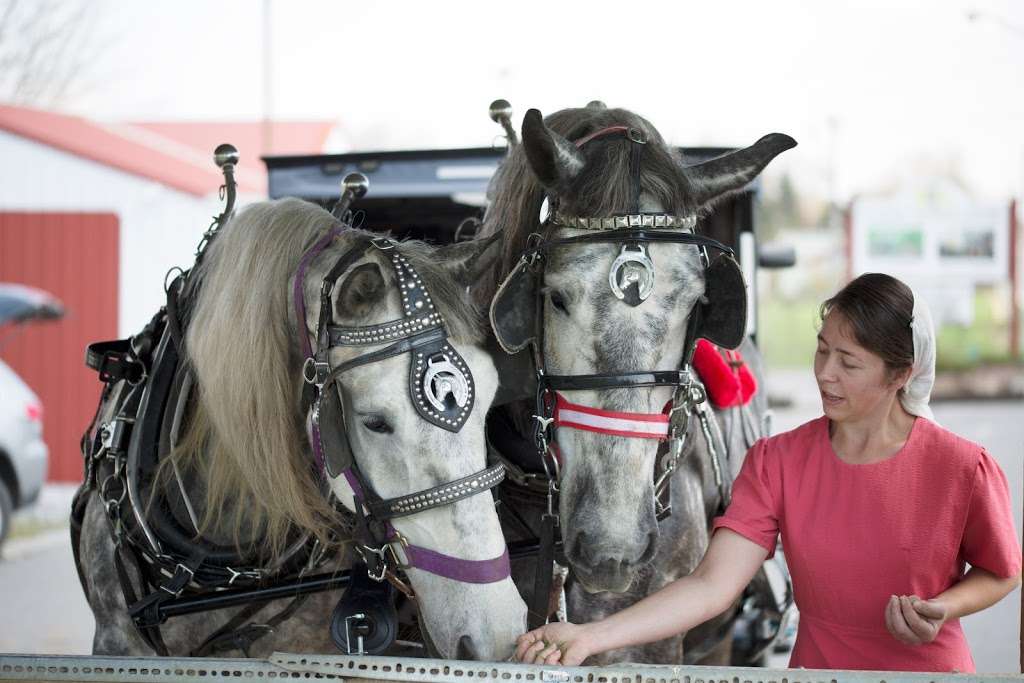 Amish Country Buggy Rides | 3023 Old Philadelphia Pike, Bird in Hand, PA 17505, USA | Phone: (717) 929-0579