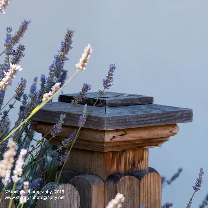 Alviso Adobe Park | 2087 Alviso Adobe Ct, Milpitas, CA 95035, USA