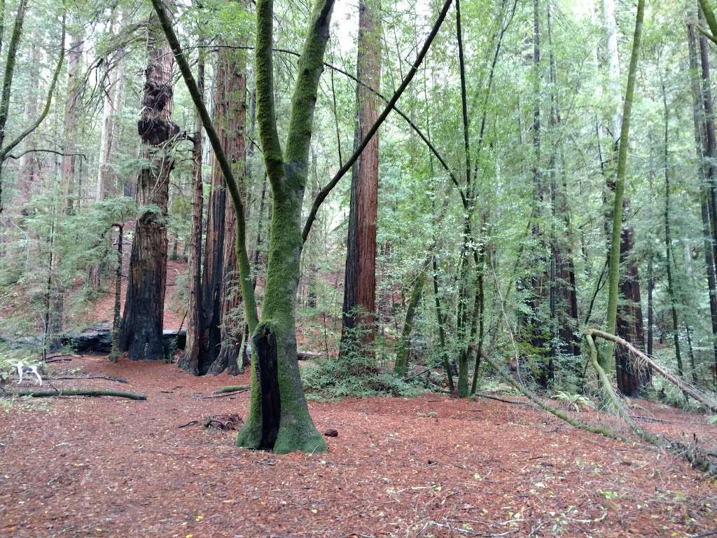 Roys Redwoods Preserve | Woodacre, CA 94973, USA