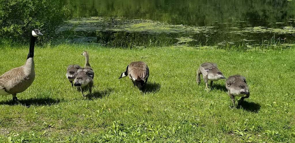 Sycamore Forest Preserve | 955 E State St, Sycamore, IL 60178, USA | Phone: (815) 895-7191