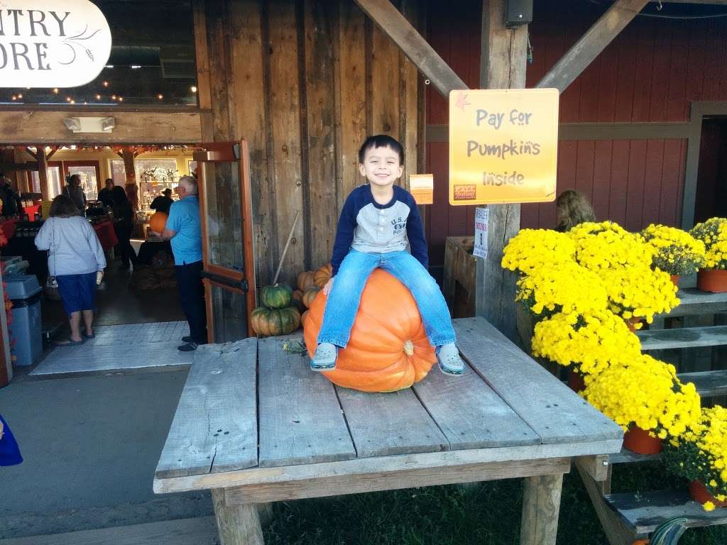 Temple Hall Fall Festival & Corn Maize | 15855 Limestone School Rd, Leesburg, VA 20176, USA | Phone: (703) 779-9372