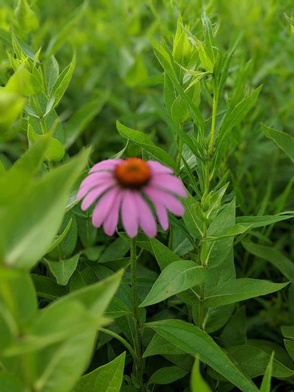 Harvey Creek Conservation Area Park | 1025 Lions Rd, Sandwich, IL 60548 | Phone: (815) 786-8044