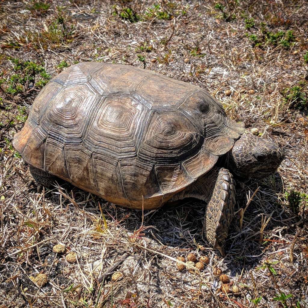 Seabranch Preserve State Park | 6093 SE Dixie Hwy, Stuart, FL 34997, USA | Phone: (772) 219-1880