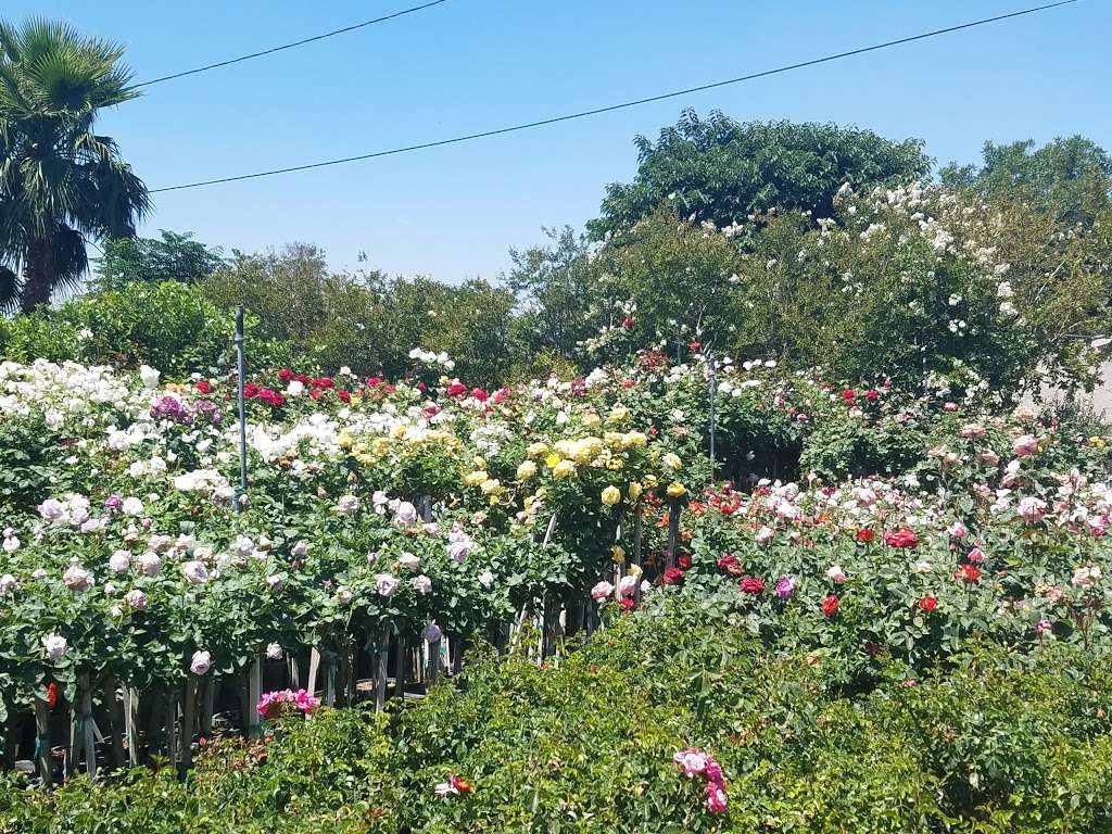 SoCal Nursery | 9312 Ben Nevis Blvd, Riverside, CA 92509 | Phone: (951) 295-3525