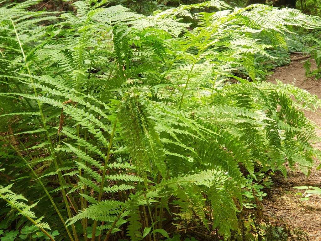 North Ridge Trail, Purisima Creek Redwoods Open Space Preserve | 13130 Skyline Blvd, Redwood City, CA 94062, USA | Phone: (650) 691-1200