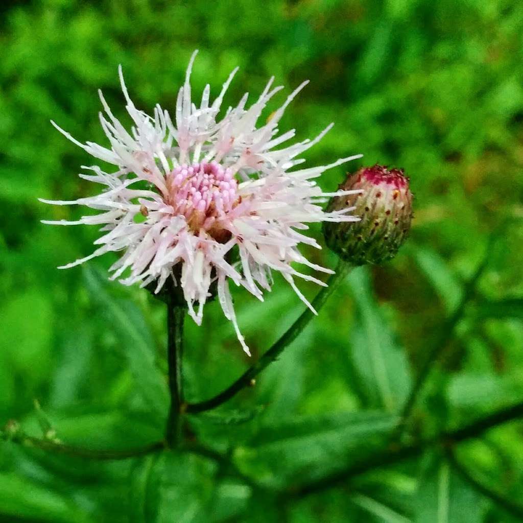 McKaig Nature Center Brower Rd Entrance | 940 Brower Rd, Wayne, PA 19087 | Phone: (484) 580-9474